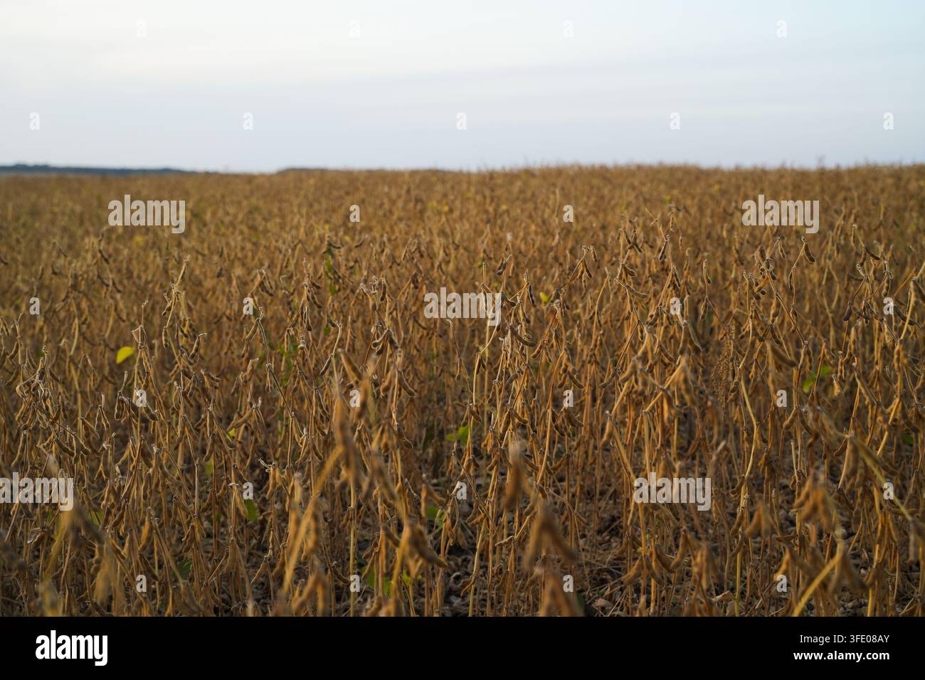 Campo di soia maturo pronto per il raccolto, paesaggio agricolo dorato con piante secche e baccelli nelle terre rurali Foto Stock