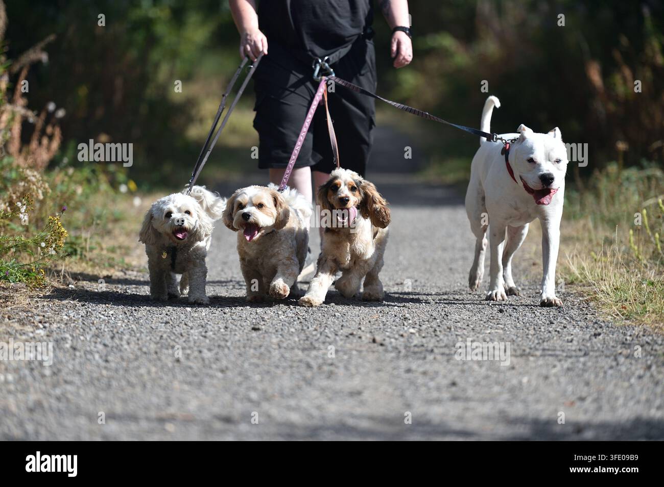 Passeggiatore di cani sulla route giornaliera di passeggiata Foto Stock