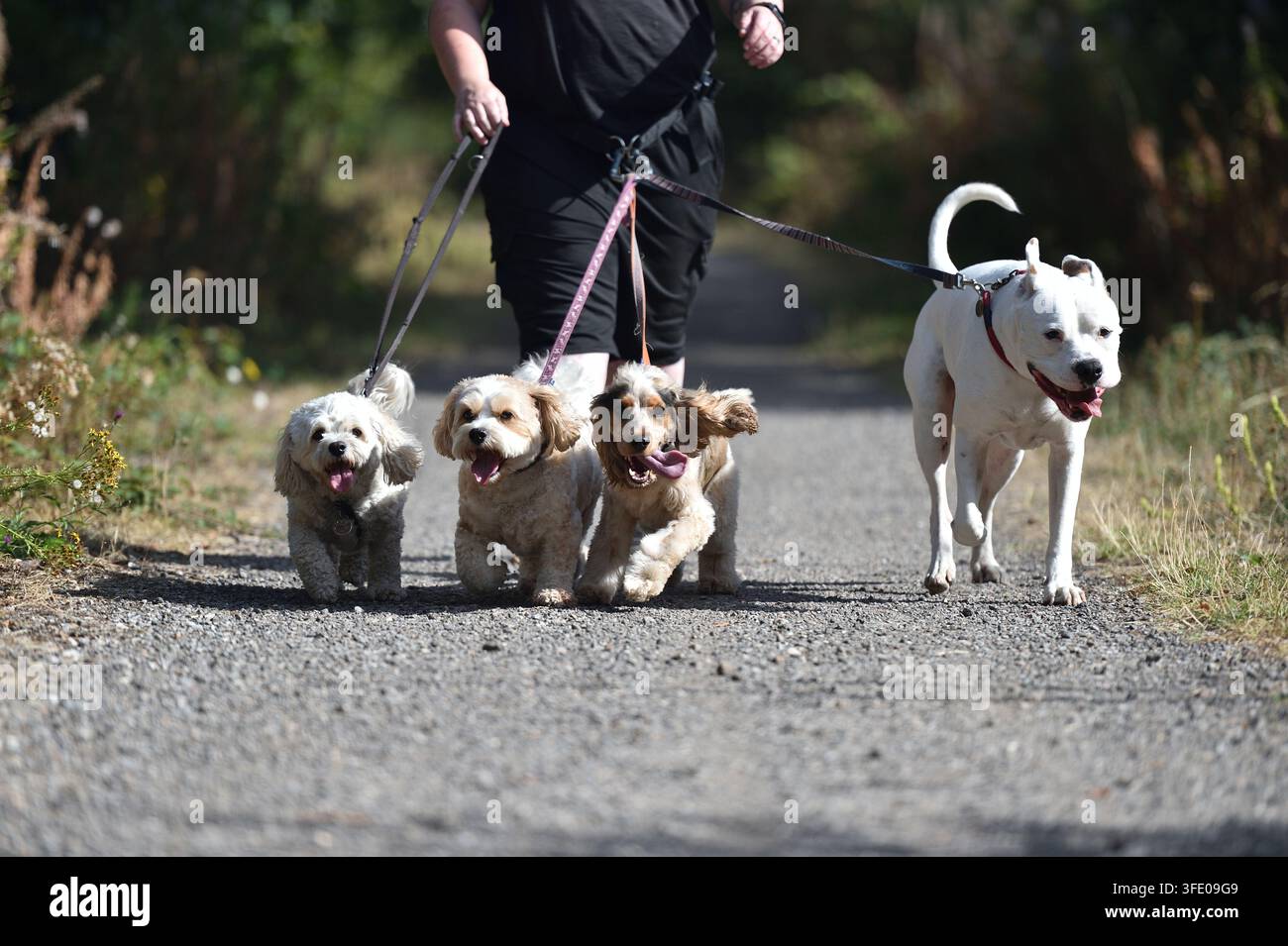 Passeggiatore di cani sulla route giornaliera di passeggiata Foto Stock