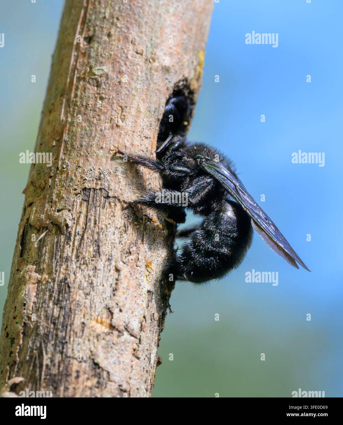 Api carpentiere del sud (Xylocopa micans) alla buca del nido realizzata in un ramo secco, Galveston, Texas, USA. Foto Stock