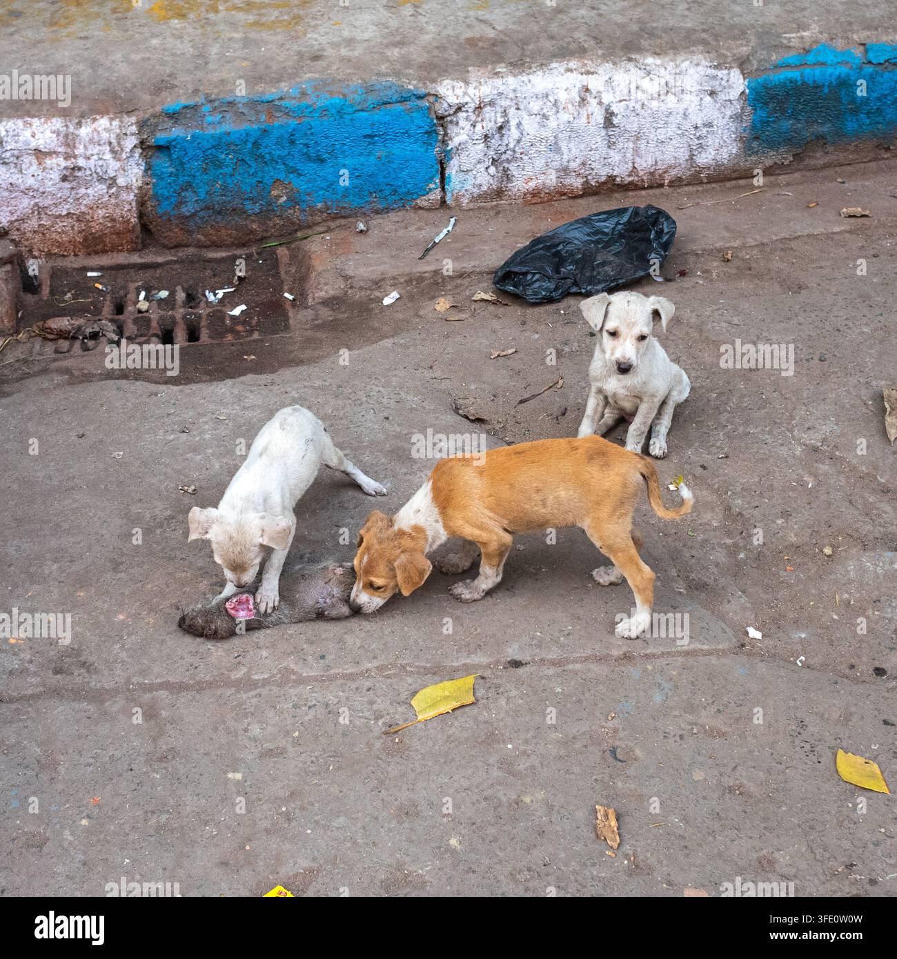 Kolkata, India – 1 gennaio 2026: cuccioli randagi affamati mangiano un topo per strada. Foto Stock