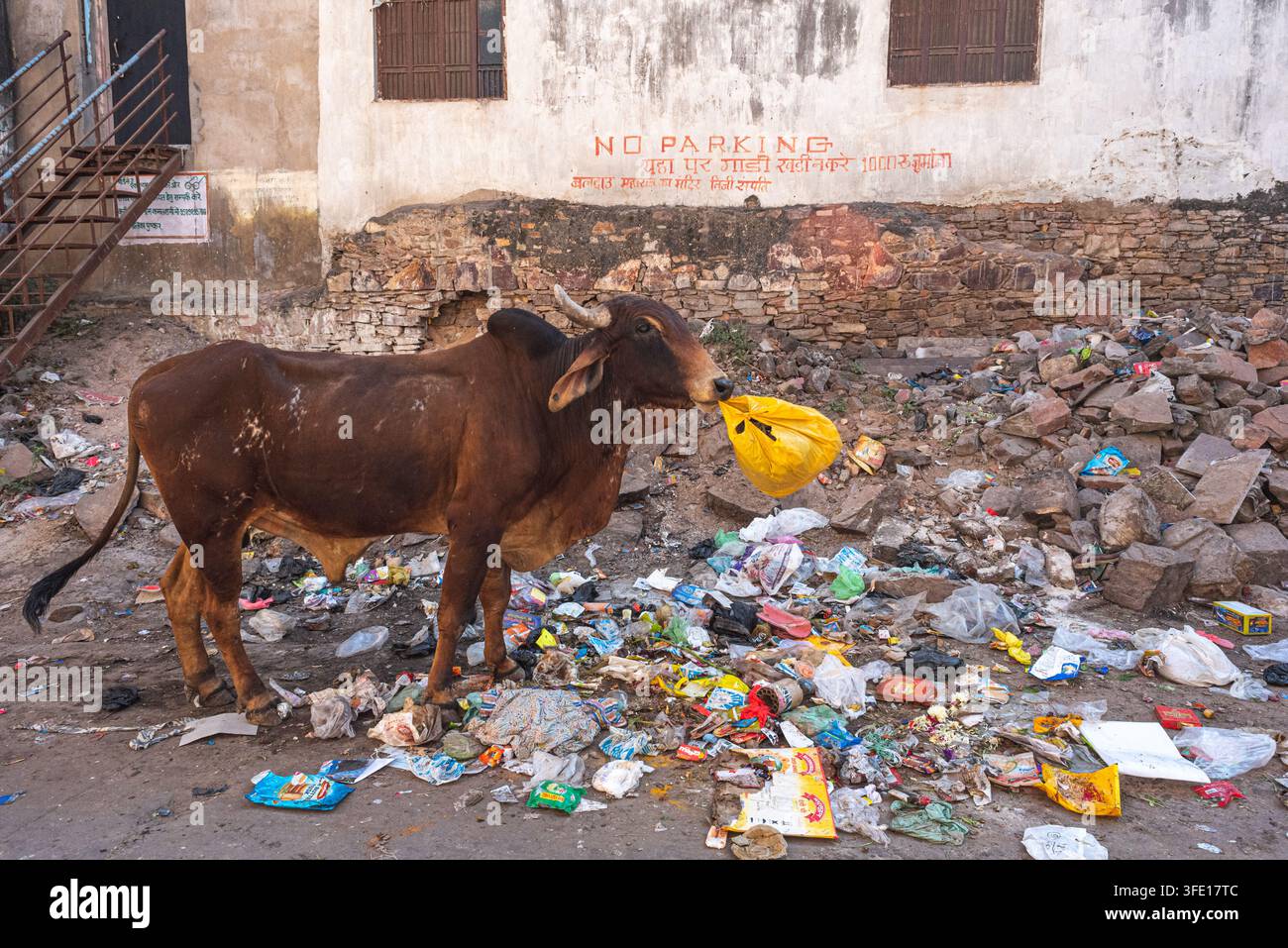 Pushkar, India – 20 dicembre 2026: uno zebu maschio cerca cibo in una discarica. Foto Stock