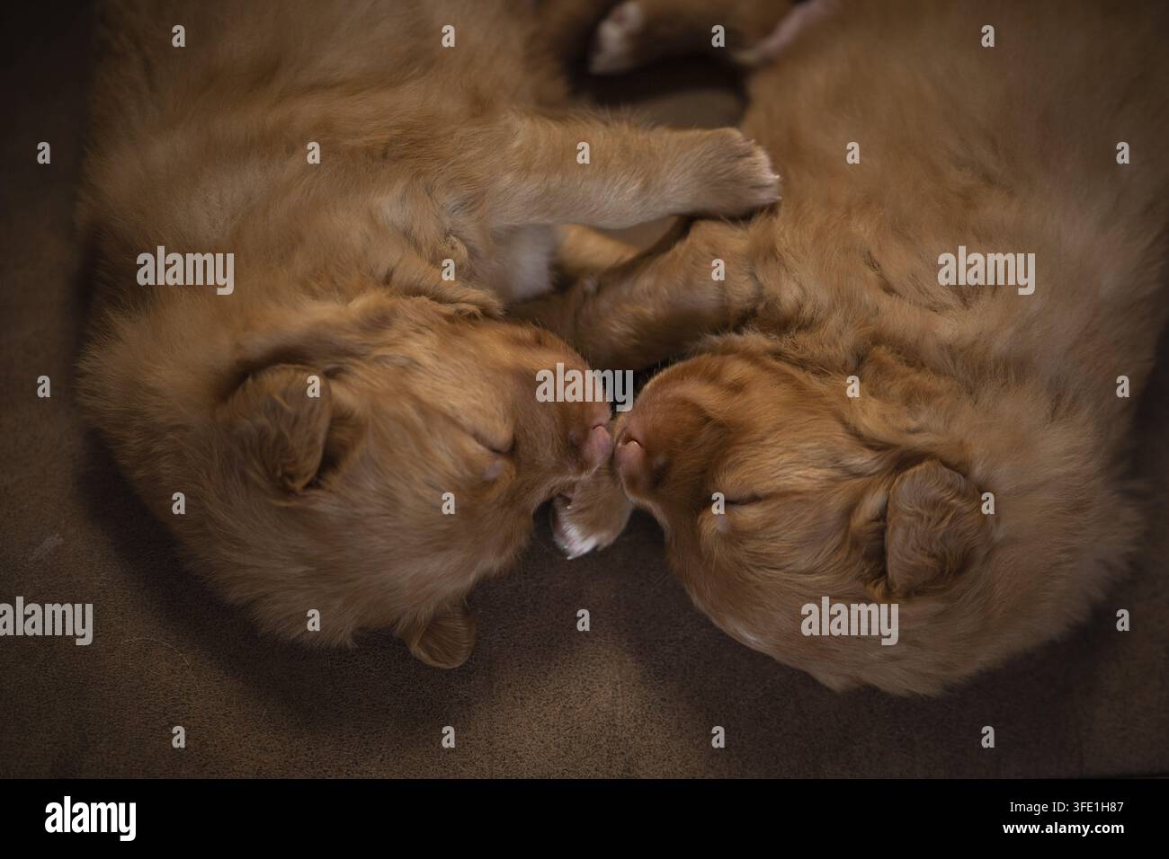 Nova Scotia Duck Tolling Retriever Foto Stock