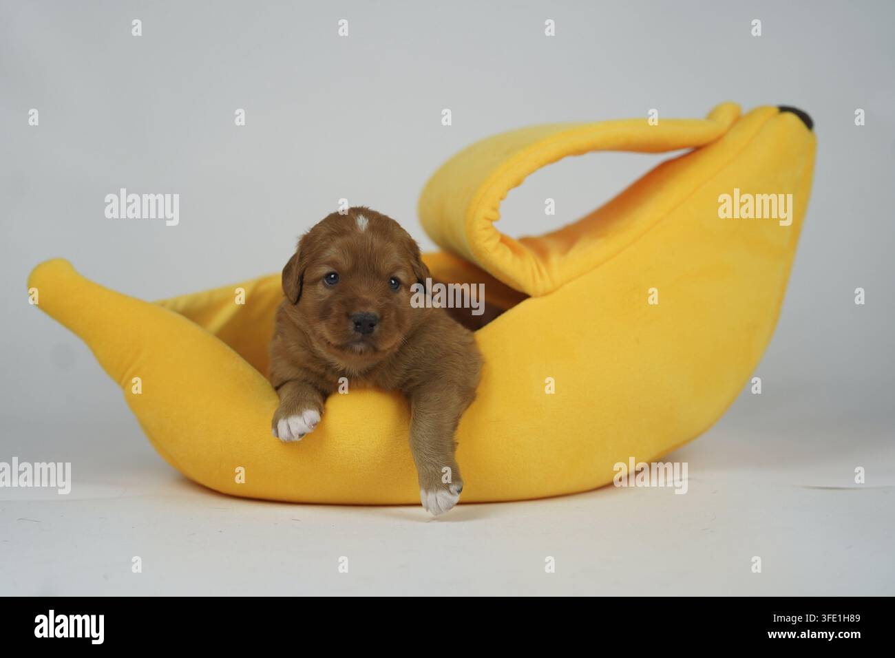 Nova Scotia Duck Tolling Retriever Foto Stock