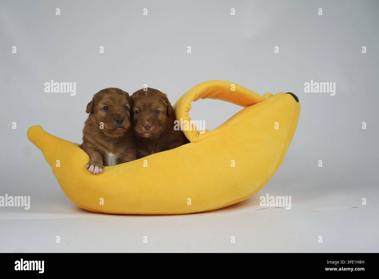 Nova Scotia Duck Tolling Retriever Foto Stock