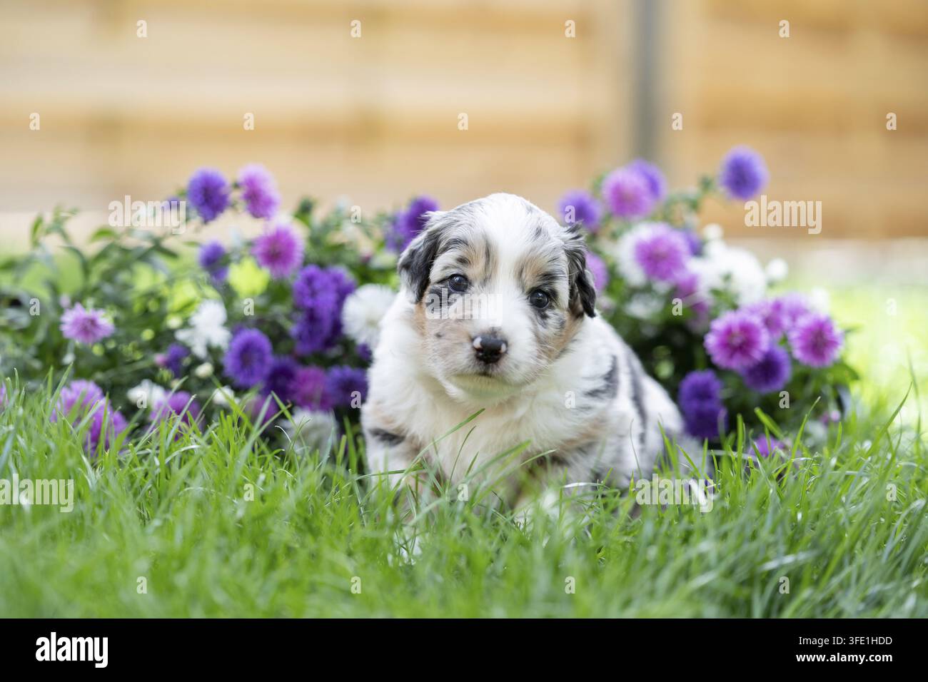Pastore australiano cucciolo Foto Stock