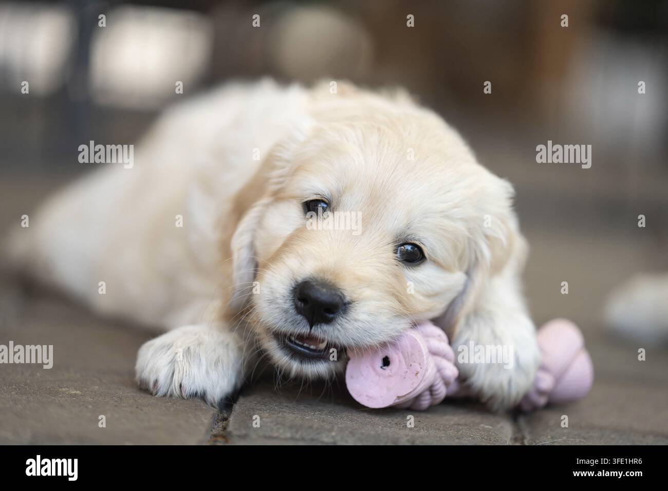 Golden Retriever cucciolo Foto Stock