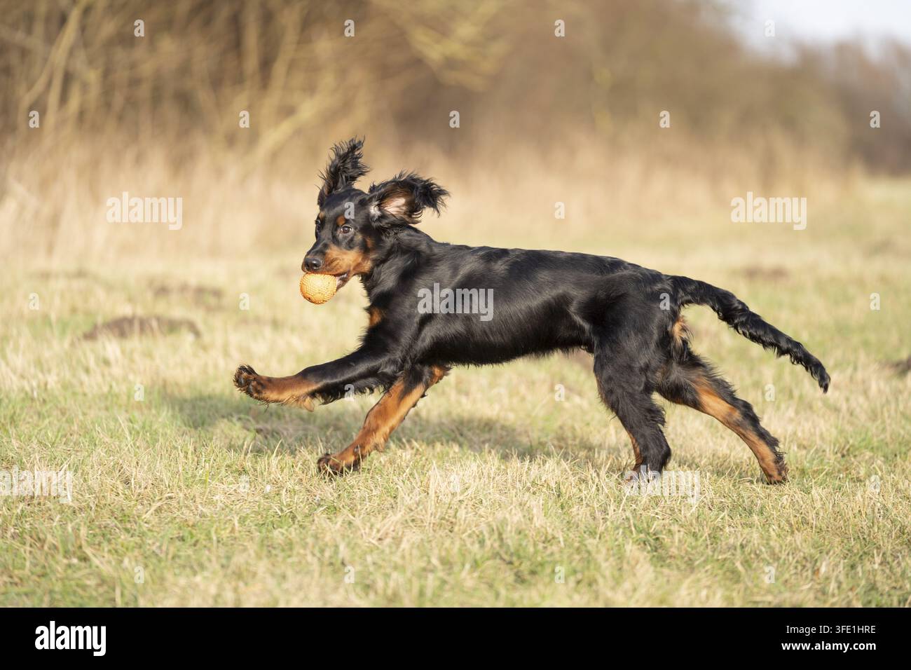 Gordon Setter Foto Stock