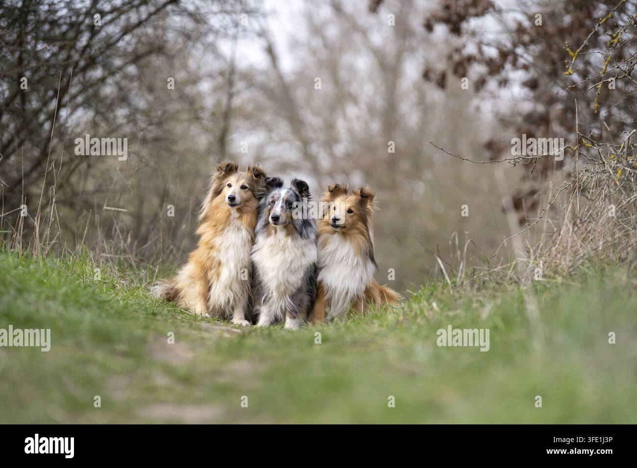 Sheltie Foto Stock