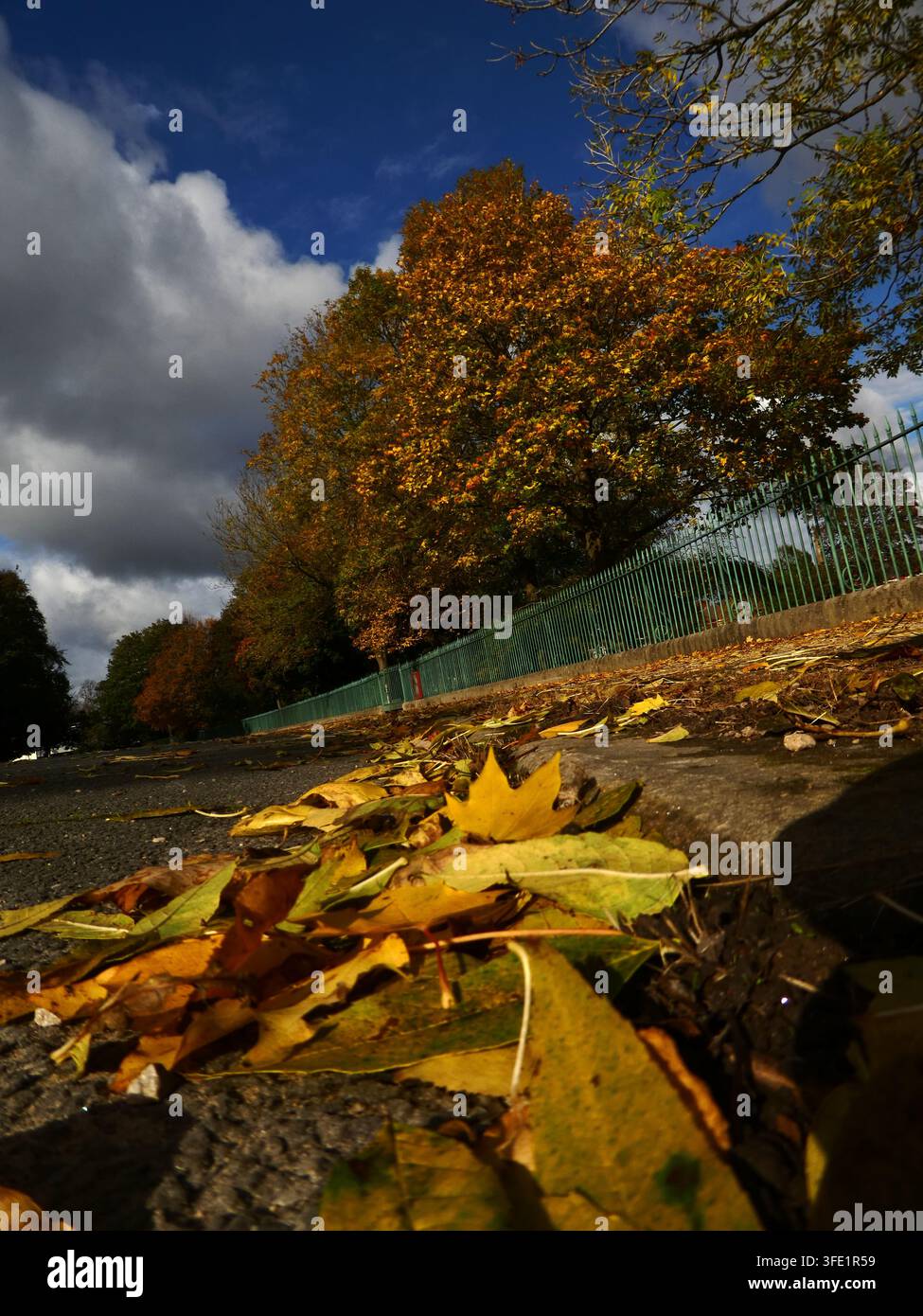 foglie autunnali dorate scattate contro un cielo blu profondo Foto Stock