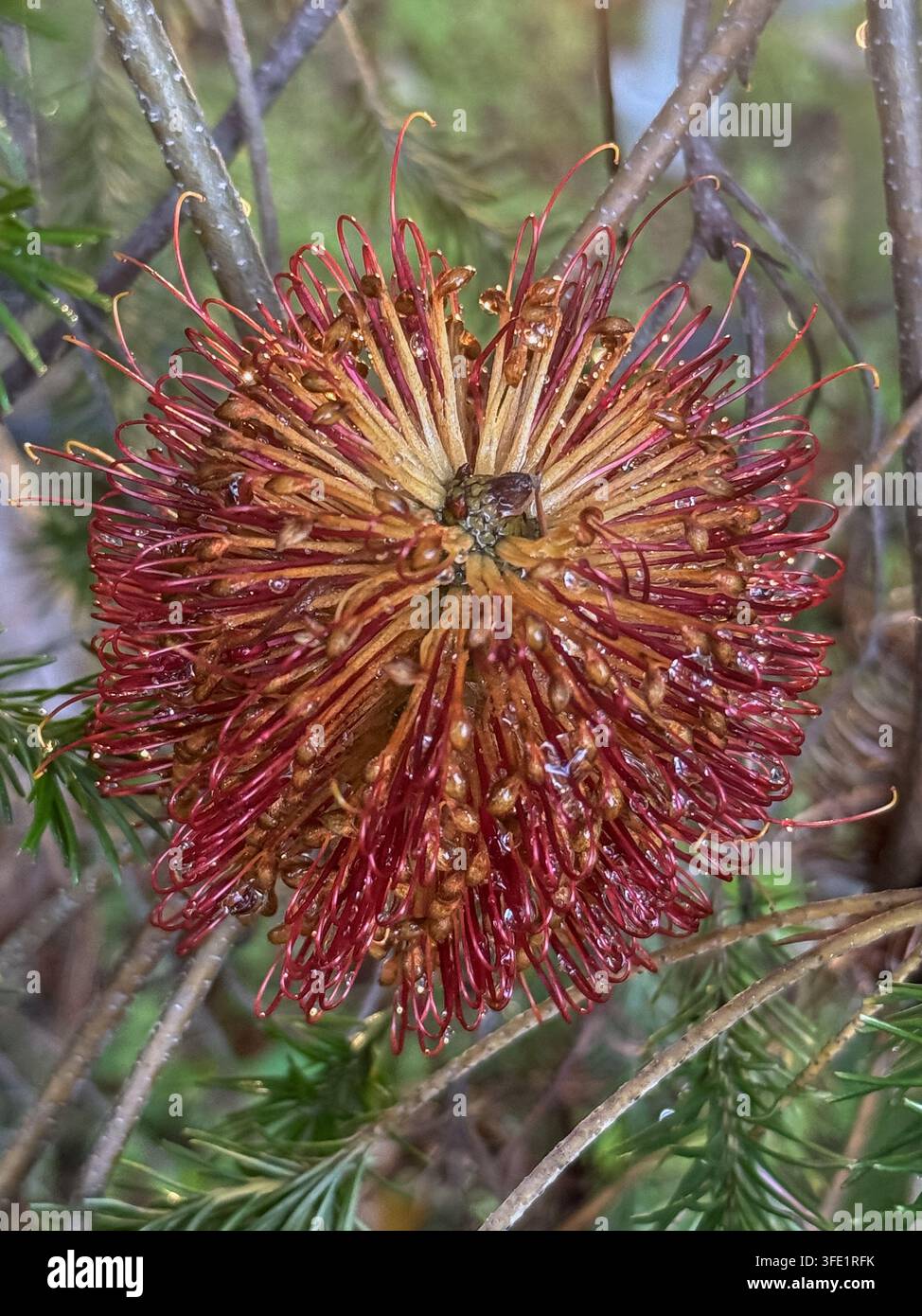 Prima di una rara fioritura di Grevillea rossa e arancione tra il fogliame verde. - Immagine stock catturata con smartphone