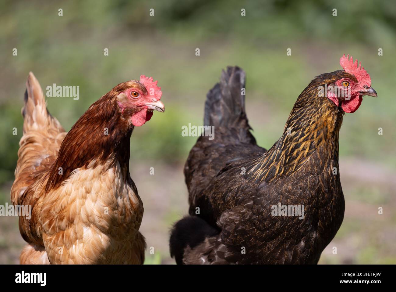 due galline in piedi all'aperto Foto Stock