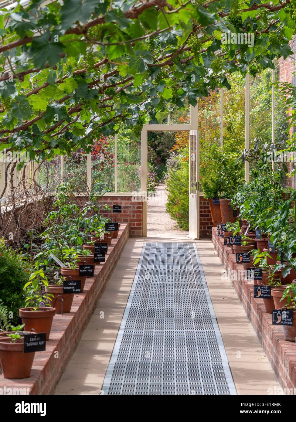 Viti (Vitis vinifera) coltivate sotto vetro all'RHS Garden Bridgewater, Salford, Greater Manchester. Foto Stock
