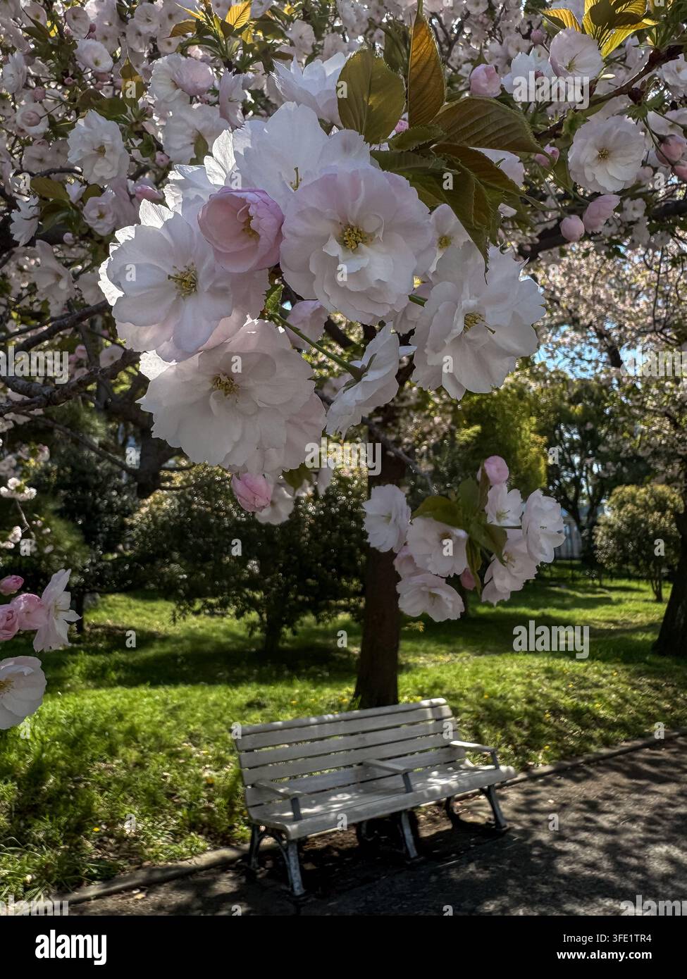Fiori di ciliegio rosa pallido in fiore sopra una panchina nel parco nazionale Kokyo Gaien a Tokyo, Giappone, durante la primavera. - Immagine stock catturata con smartphone
