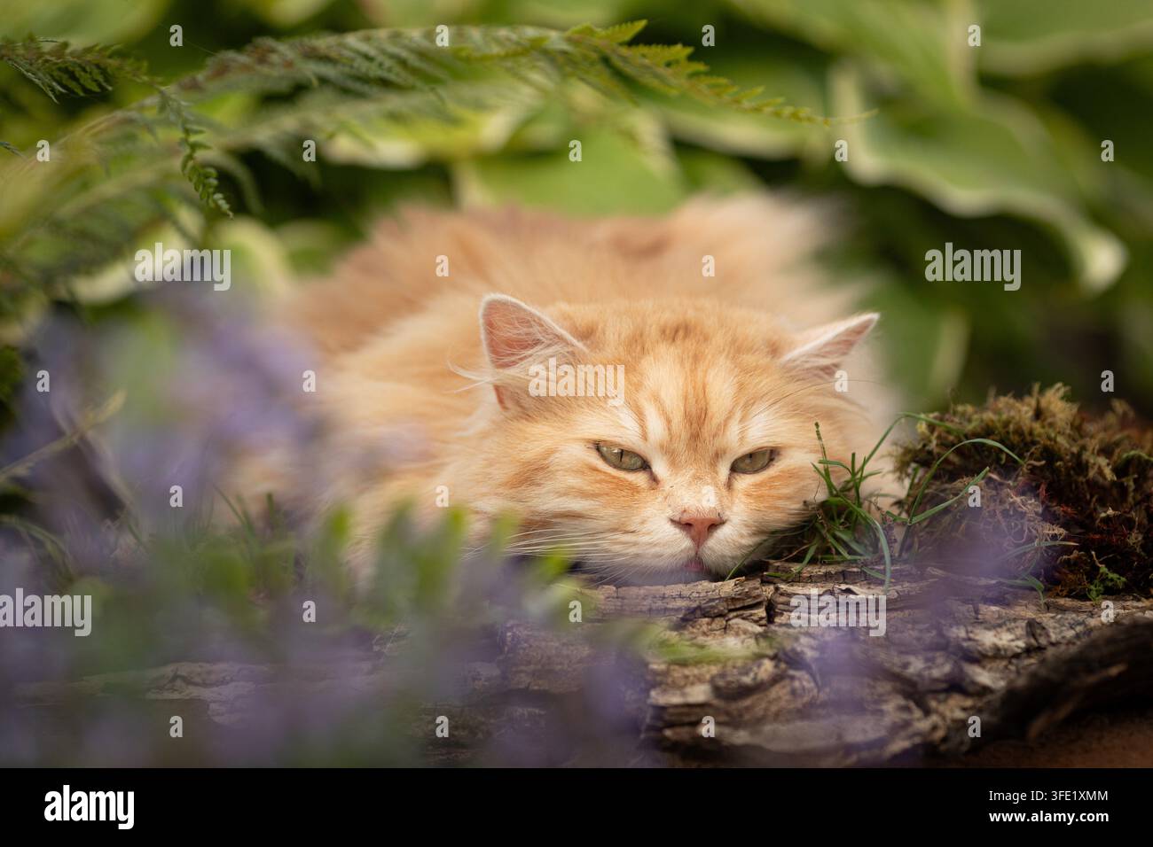 Gatto anziano a pelo lungo tedesco che riposa su un tronco Foto Stock