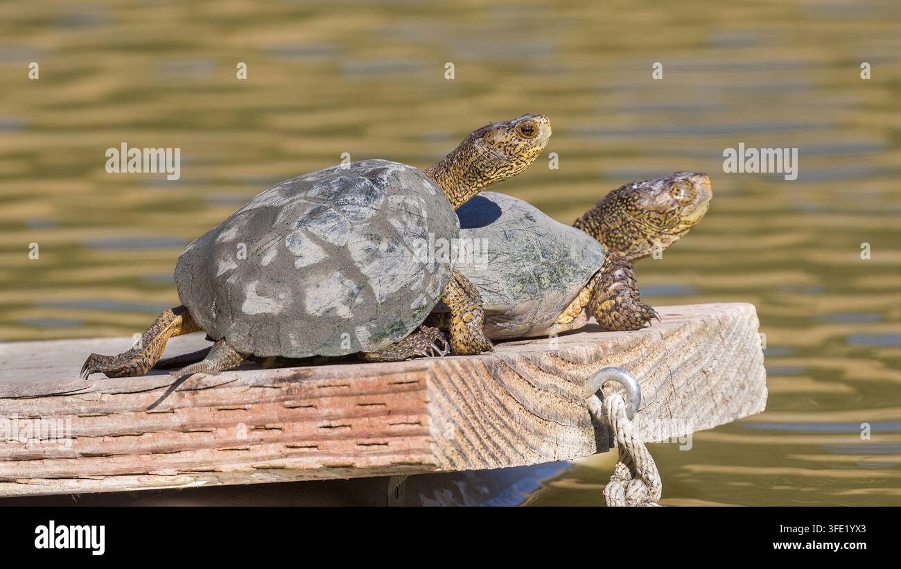 Due tartarughe d'acqua dolce del Nordovest adulte che si crogiolano insieme su un molo di legno sopra uno stagno al Sunol Regional Preserve, Contea di Alameda, California. Foto Stock
