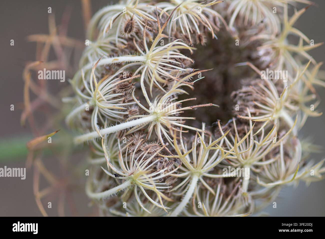 Carota selvatica Daucus carota, ombrella di fiori arricciata a forma di nido d'uccello quando semina, anche chiamata pizzo dell'arcivescovo, fiore di carota. che cresce nella natura selvaggia Foto Stock
