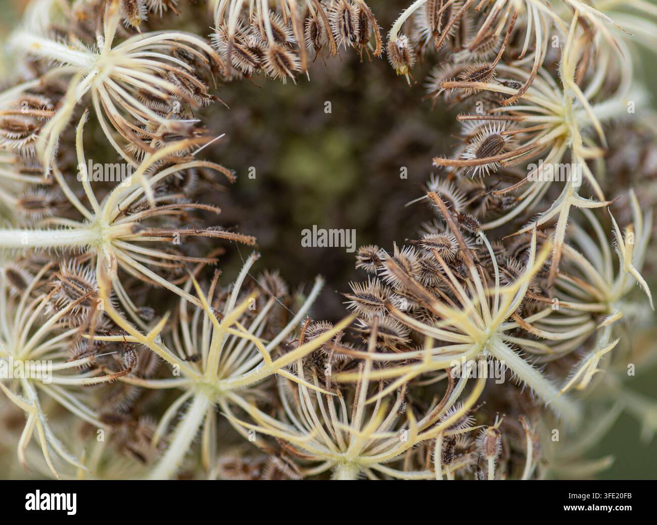 Carota selvatica Daucus carota, ombrella di fiori arricciata a forma di nido d'uccello quando semina, anche chiamata pizzo dell'arcivescovo, fiore di carota. che cresce nella natura selvaggia Foto Stock