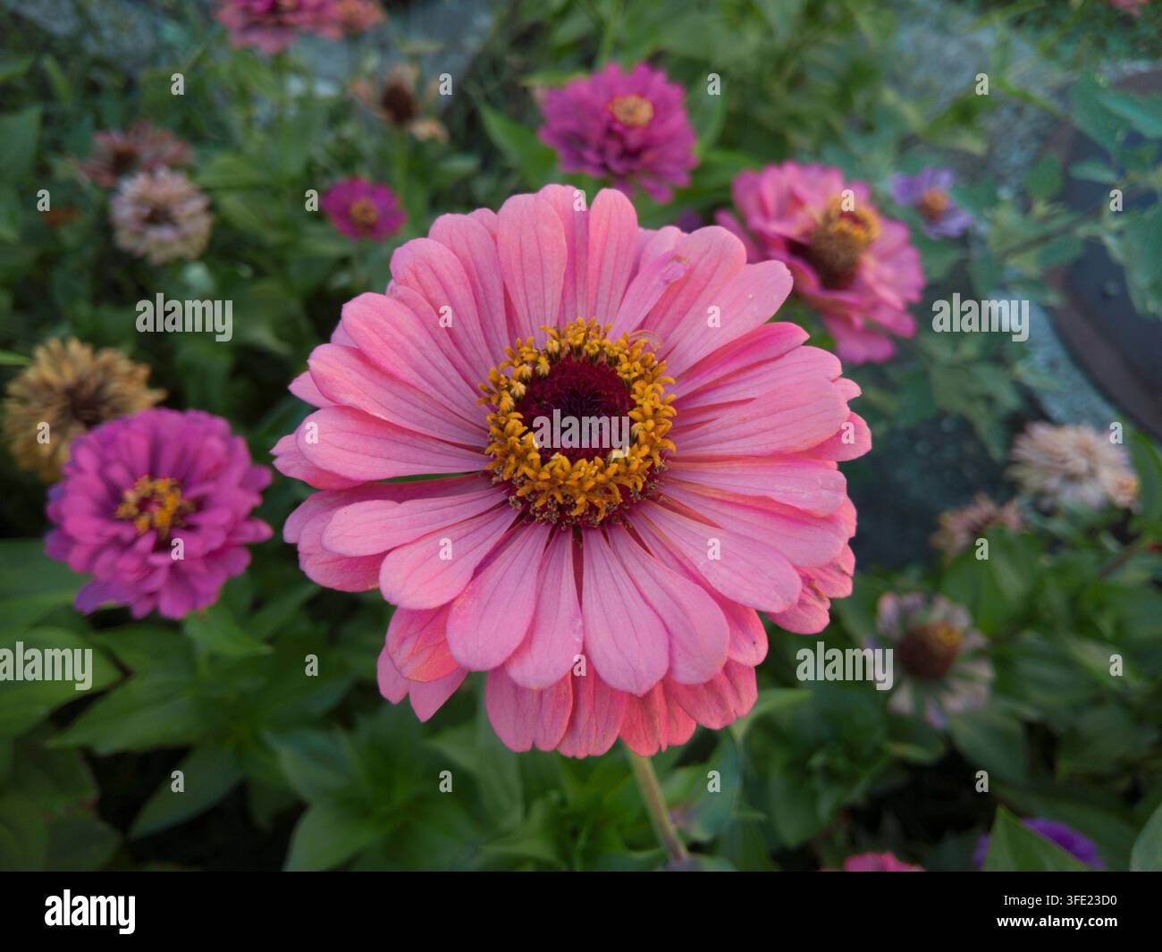 Vista dall'alto in primo piano di un singolo fiore di Zinnia elegans rosa in fiore con un centro giallo dorato a forma di stella Foto Stock