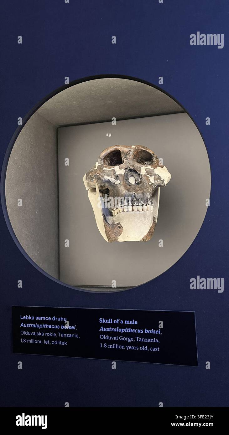 Casto antico di cranio di un artefatto maschile di Australopithecus boisei esposto in un museo della scienza. PRAGA, REPUBBLICA CECA, 15 SETTEMBRE 2025 Foto Stock