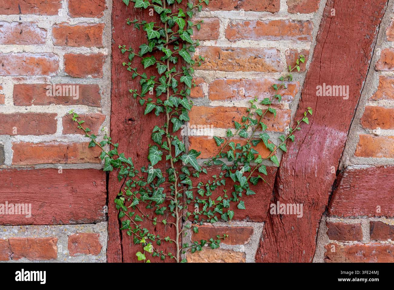 Edera comune, Edera inglese, Hedera helix, che si arrampica su un muro di casa, Schleswig-Holstein, Germania Foto Stock