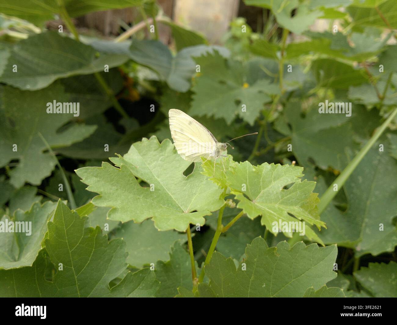 Prima vista ravvicinata di profilo di una singola piccola farfalla bianca del cavolo Pieris rapae che riposa su una foglia di vite verde. Foto Stock