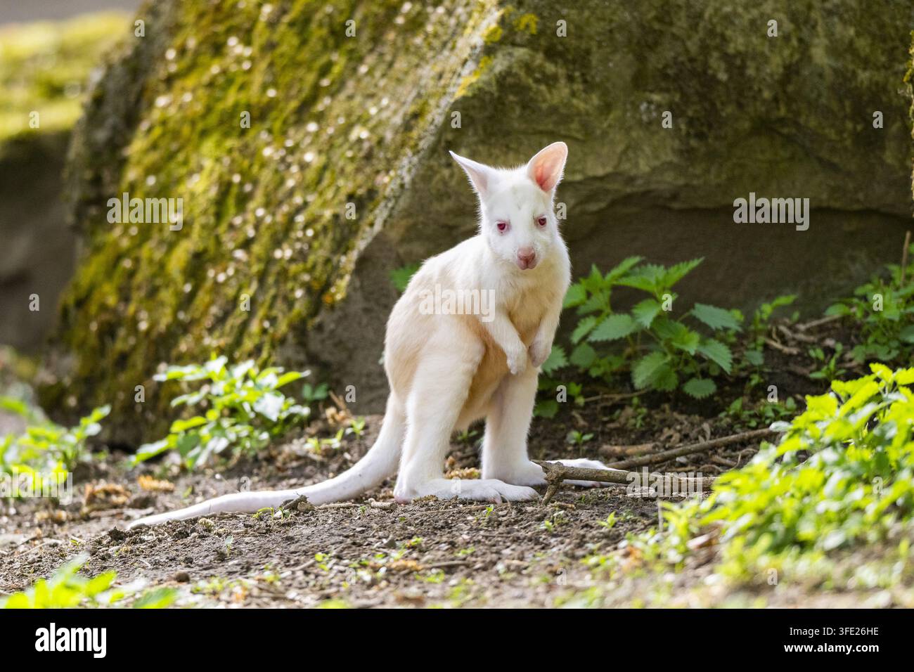 Wallaby tammar seduto su una roccia all'aperto Foto Stock