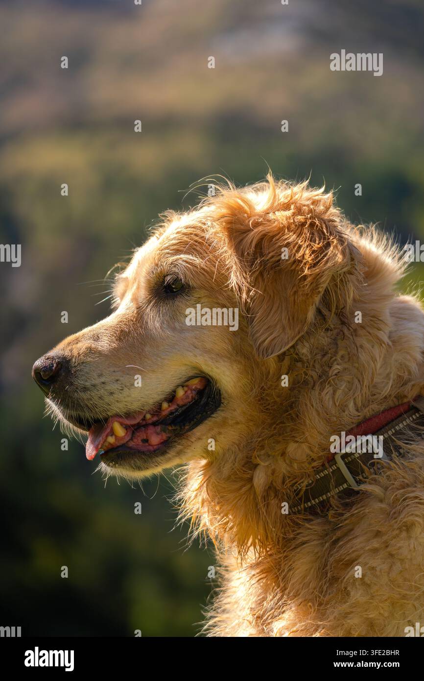 Ritratto di Golden Retriever all'aperto, illuminato da una calda luce solare, con uno sfondo sfocato naturale. Pelo dettagliato, espressione amichevole e co pacifica Foto Stock