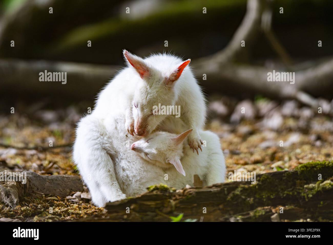 Madre e cucciolo di Wallaby Tammar che si puliscono sul suolo della foresta Foto Stock
