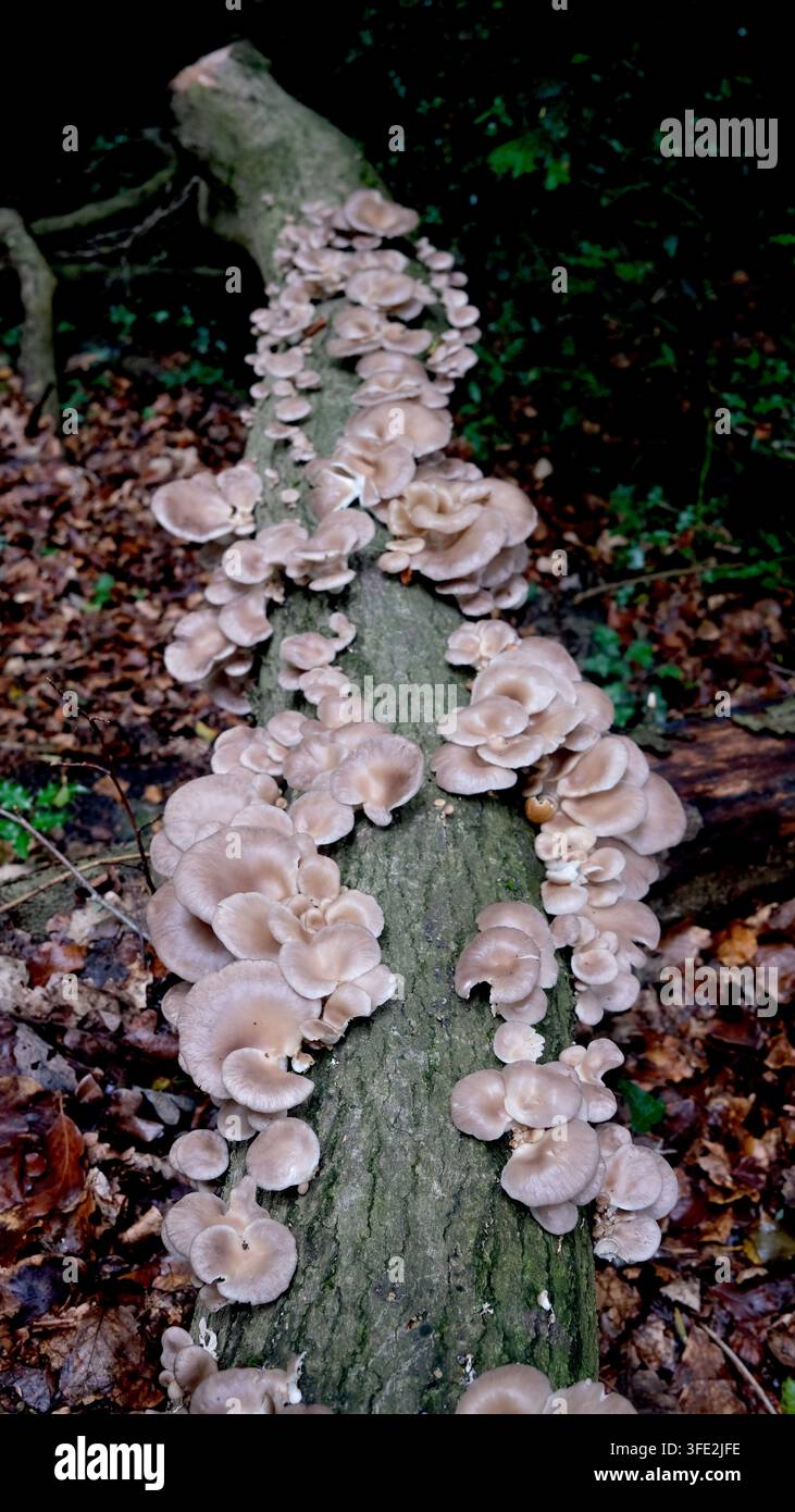 Funghi di ostrica su faggio morto a Dale Coppice, Coalbrookdale, Shropshire, Regno Unito. Foto Stock