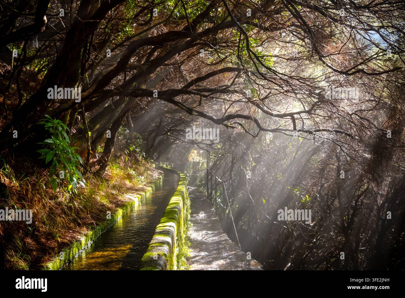 Incantevole Madeira levada circondata da lussureggianti alberi della foresta, che mostra la luce del sole che filtra attraverso il fogliame. Lo stretto canale dell'acqua e il percorso in pietra si aggiungono a. Foto Stock