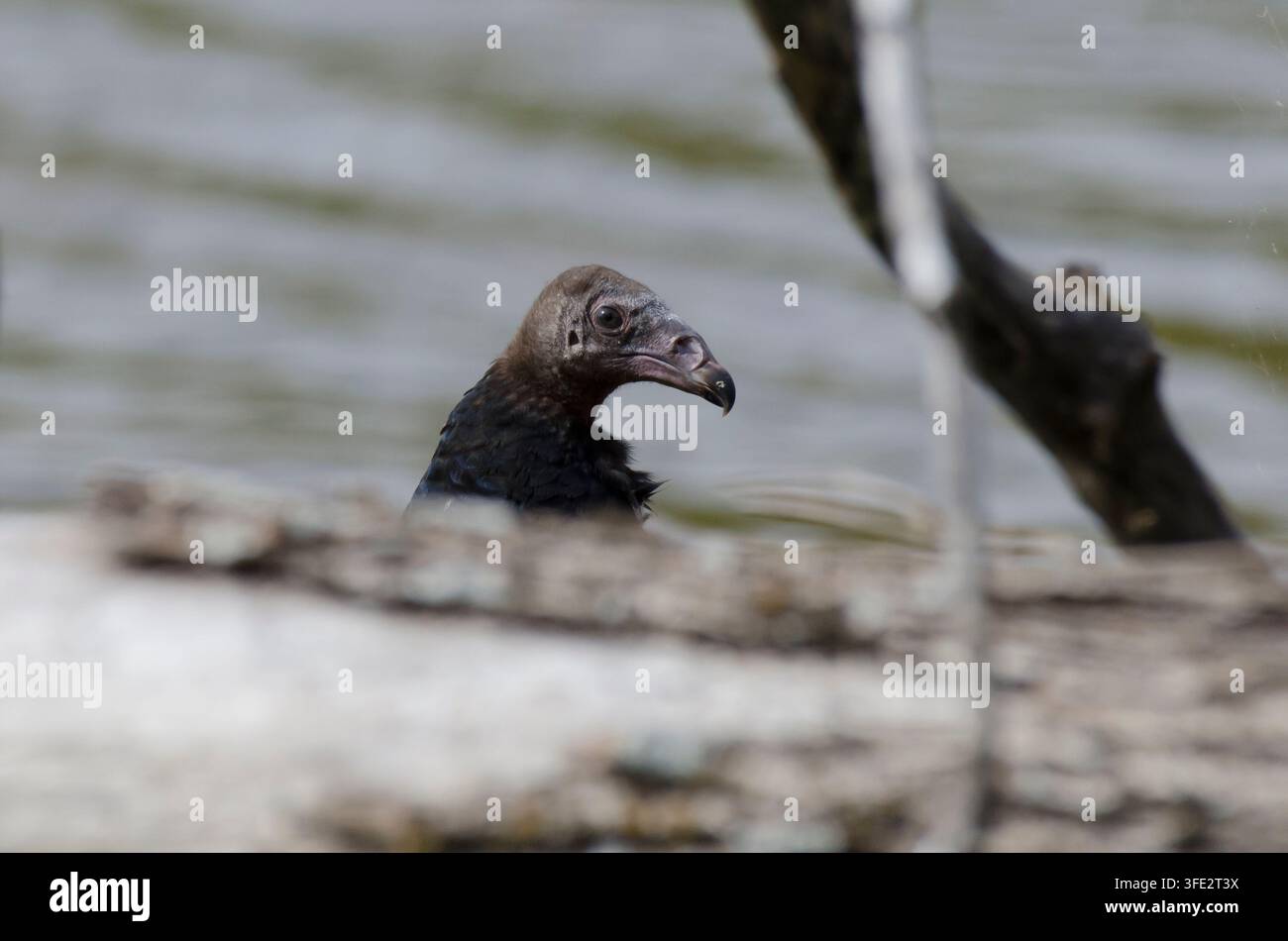 La Turchia avvoltoio, Cathartes aura Foto Stock