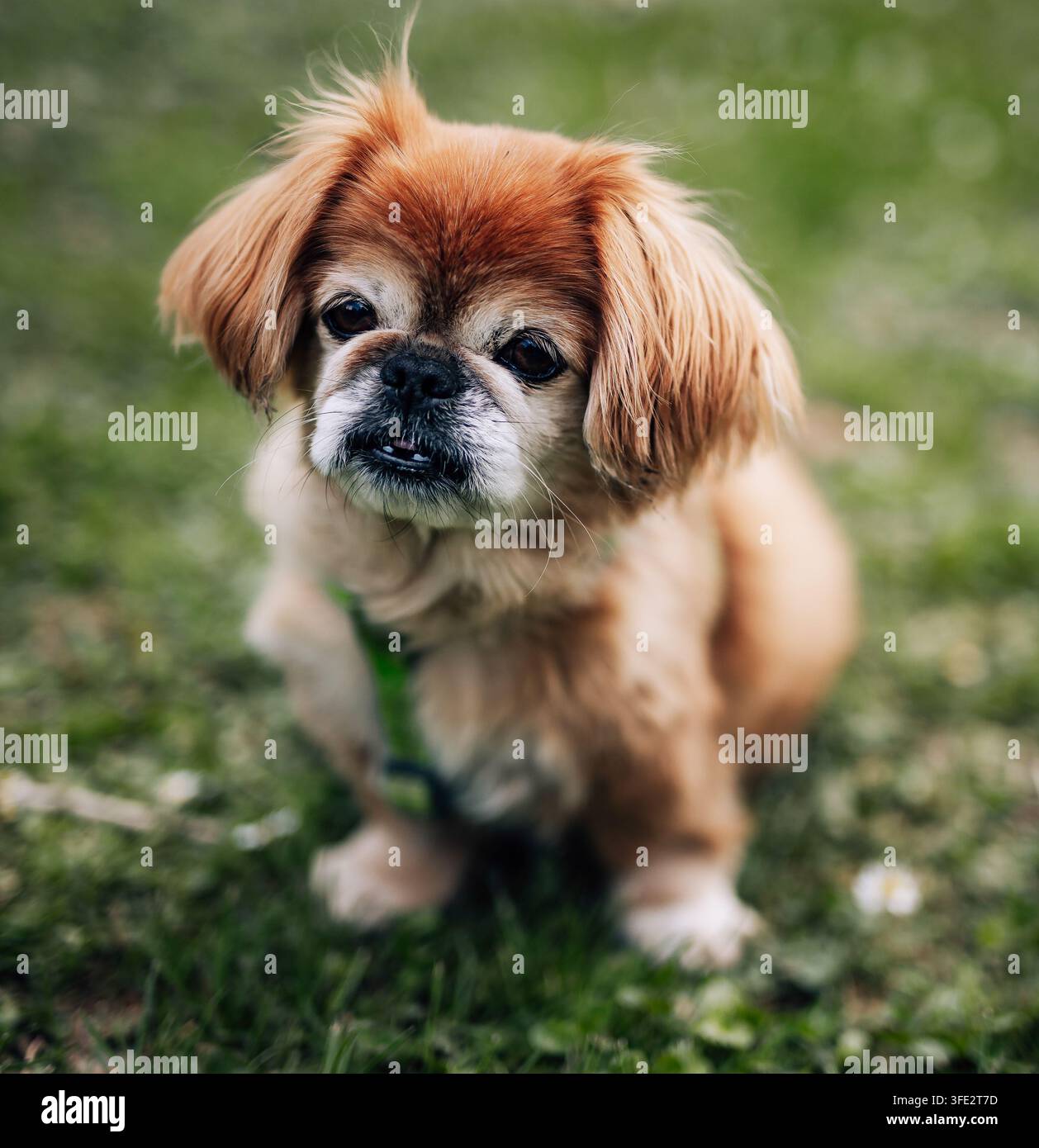 Cane pechinese dal pelo lungo marrone seduto nell'erba Foto Stock