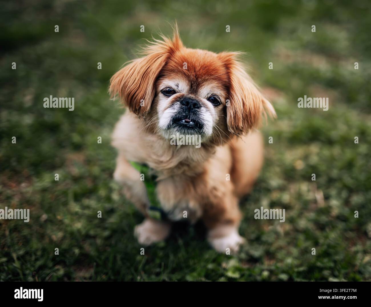 Cane pechinese dal pelo lungo marrone seduto nell'erba Foto Stock