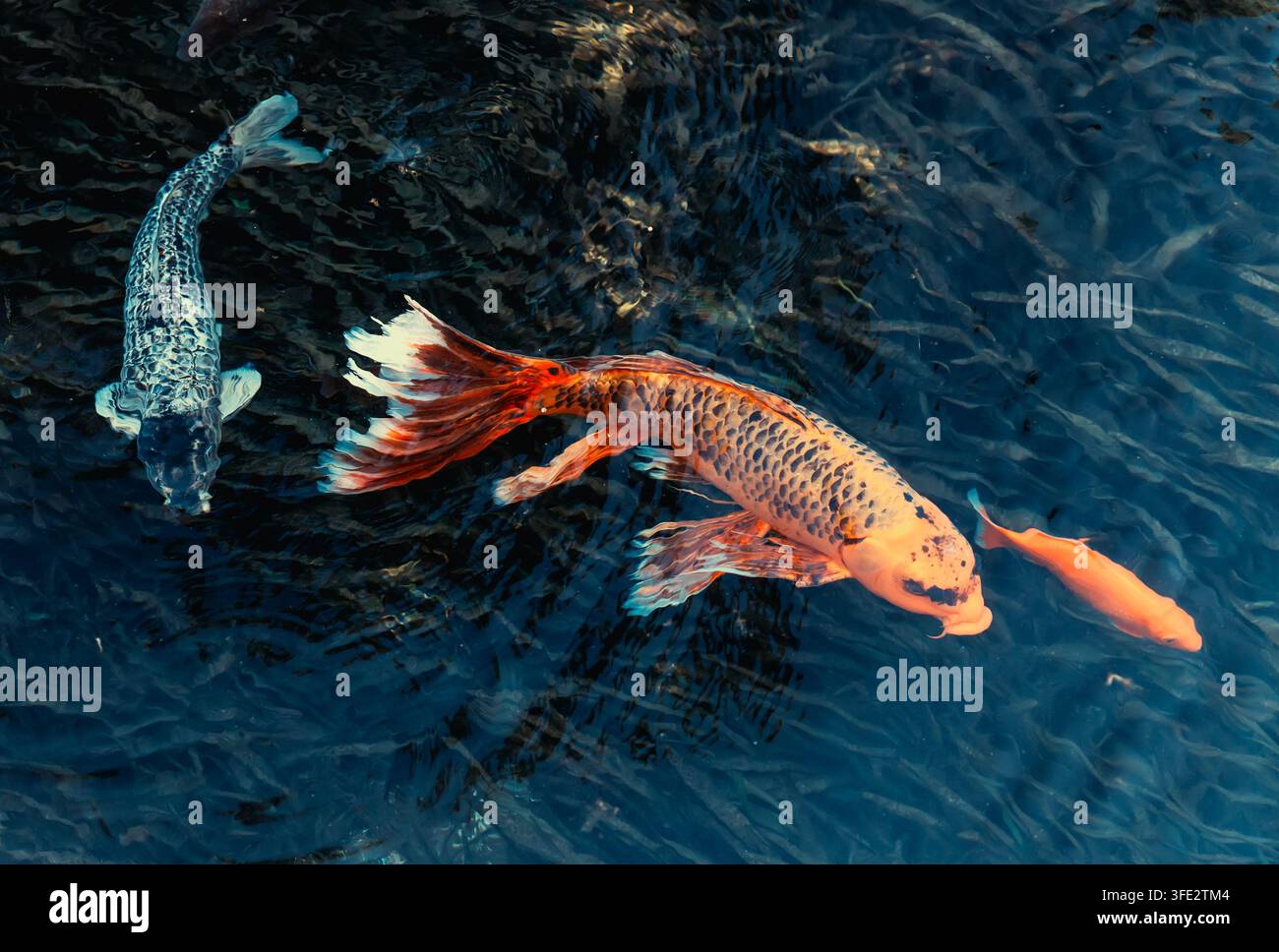 Carpe Koi giapponesi nuotano nello stagno Foto Stock