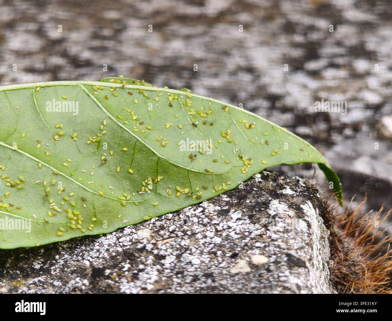 Composizione vivace di piccole afidi su una foglia di peperone verde - Immagine stock catturata con smartphone