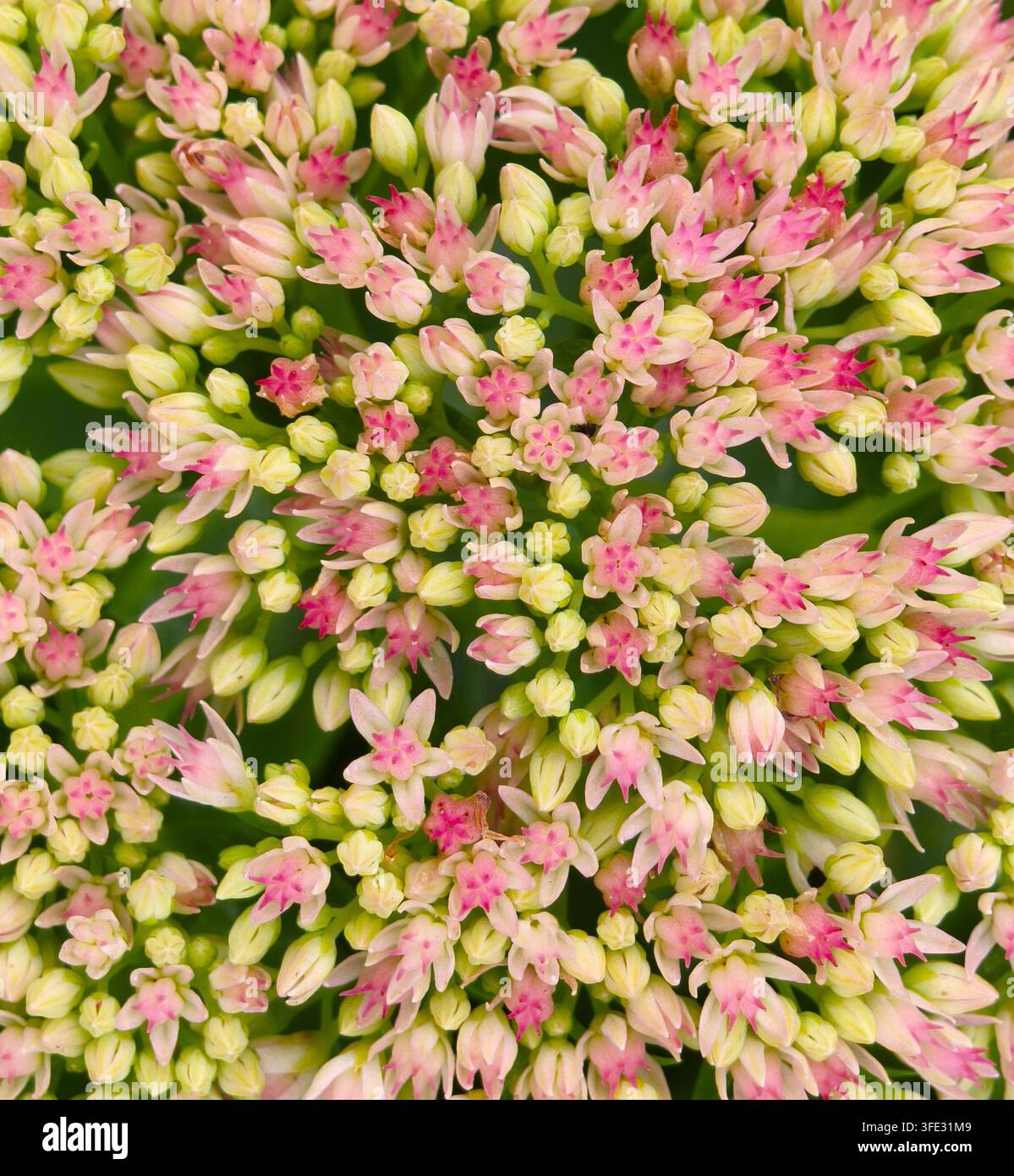 Composizione vivace di fiori di sedum (pissero) rosa in fiore - Immagine stock catturata con smartphone