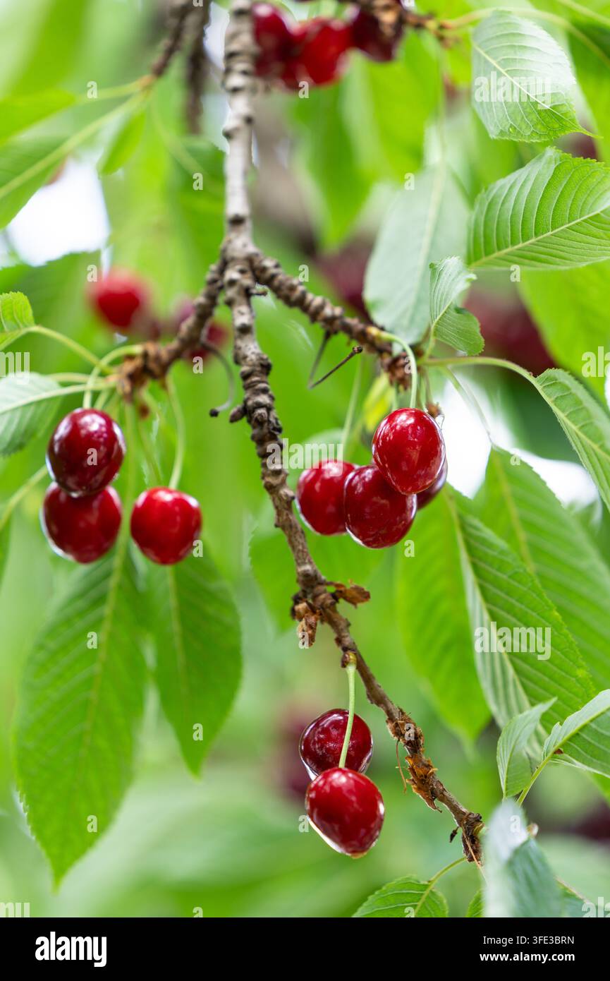Ciliegie rosse mature su un ramo frondoso Foto Stock