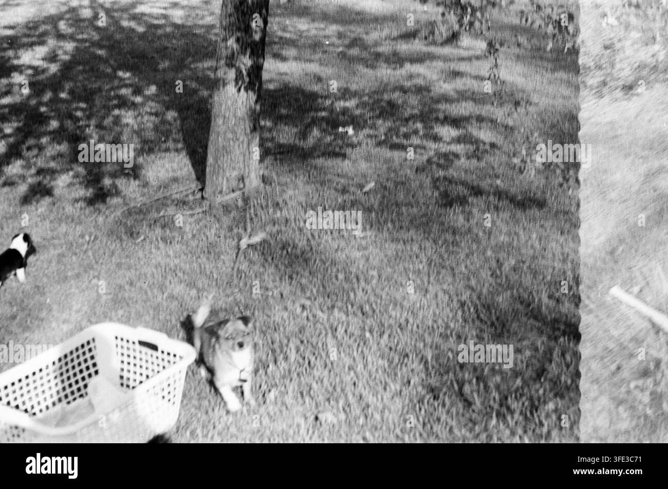 Scatto aereo vintage in bianco e nero di due cani su un prato erboso con ombre di alberi e un cesto della biancheria in plastica visibile. Foto Stock