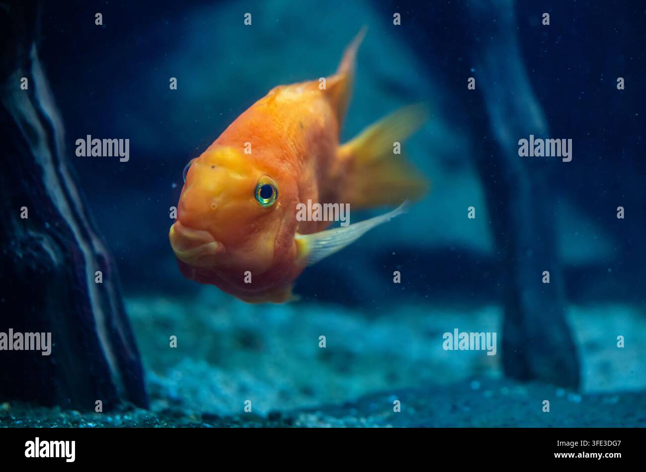 Ciclide pappagallo sangue nuota in un acquario Foto Stock