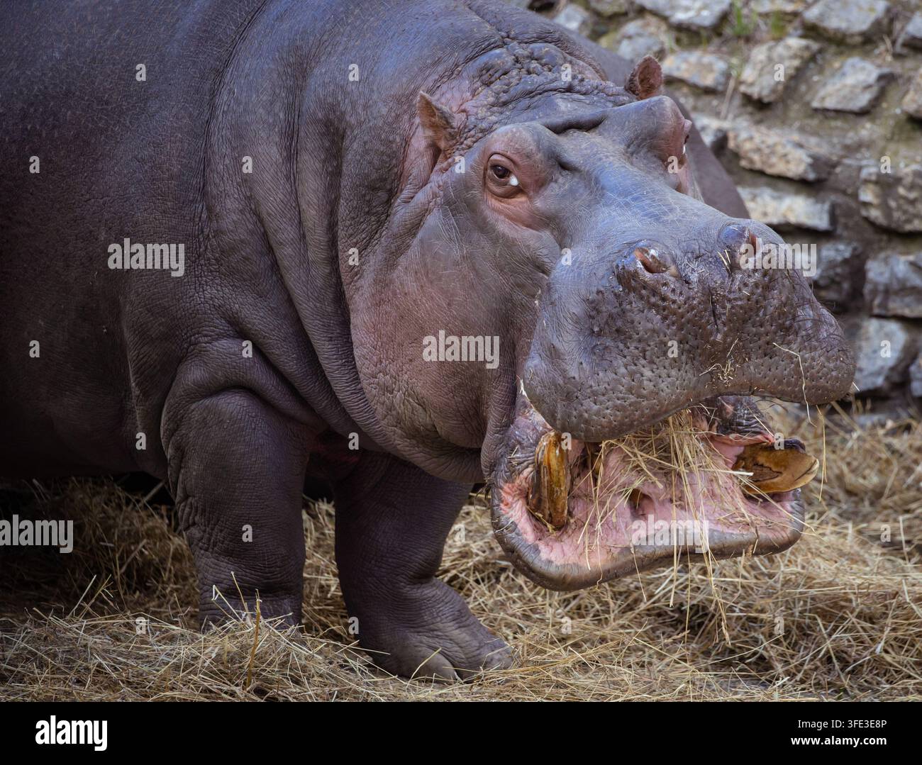 Ippopotamo mangia paglia nello zoo Foto Stock