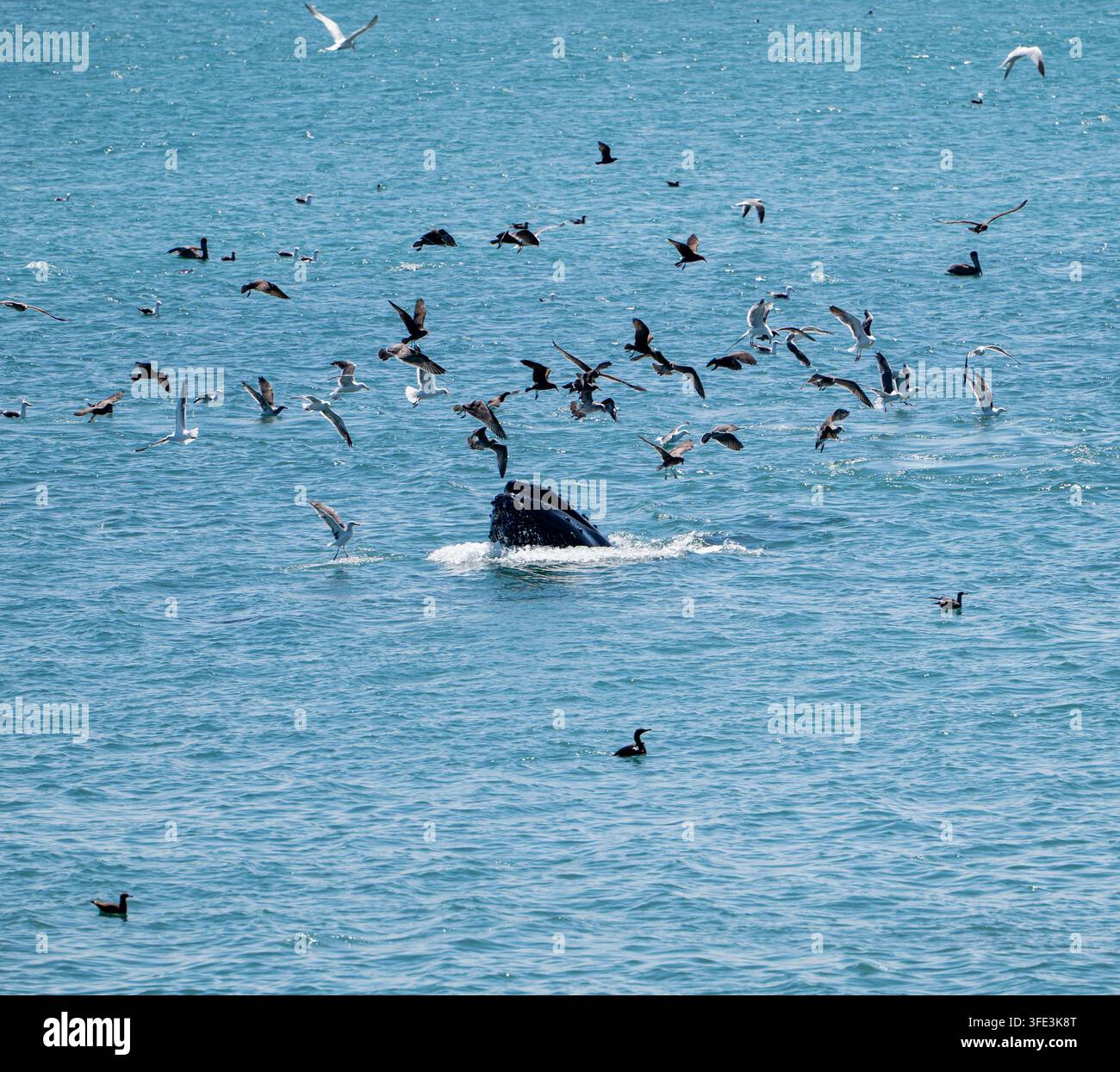Balena jubarte che si nutre alla superficie dell'oceano, circondata da uno stormo di uccelli marini che si tuffano al largo della costa del Pacifico. Foto Stock