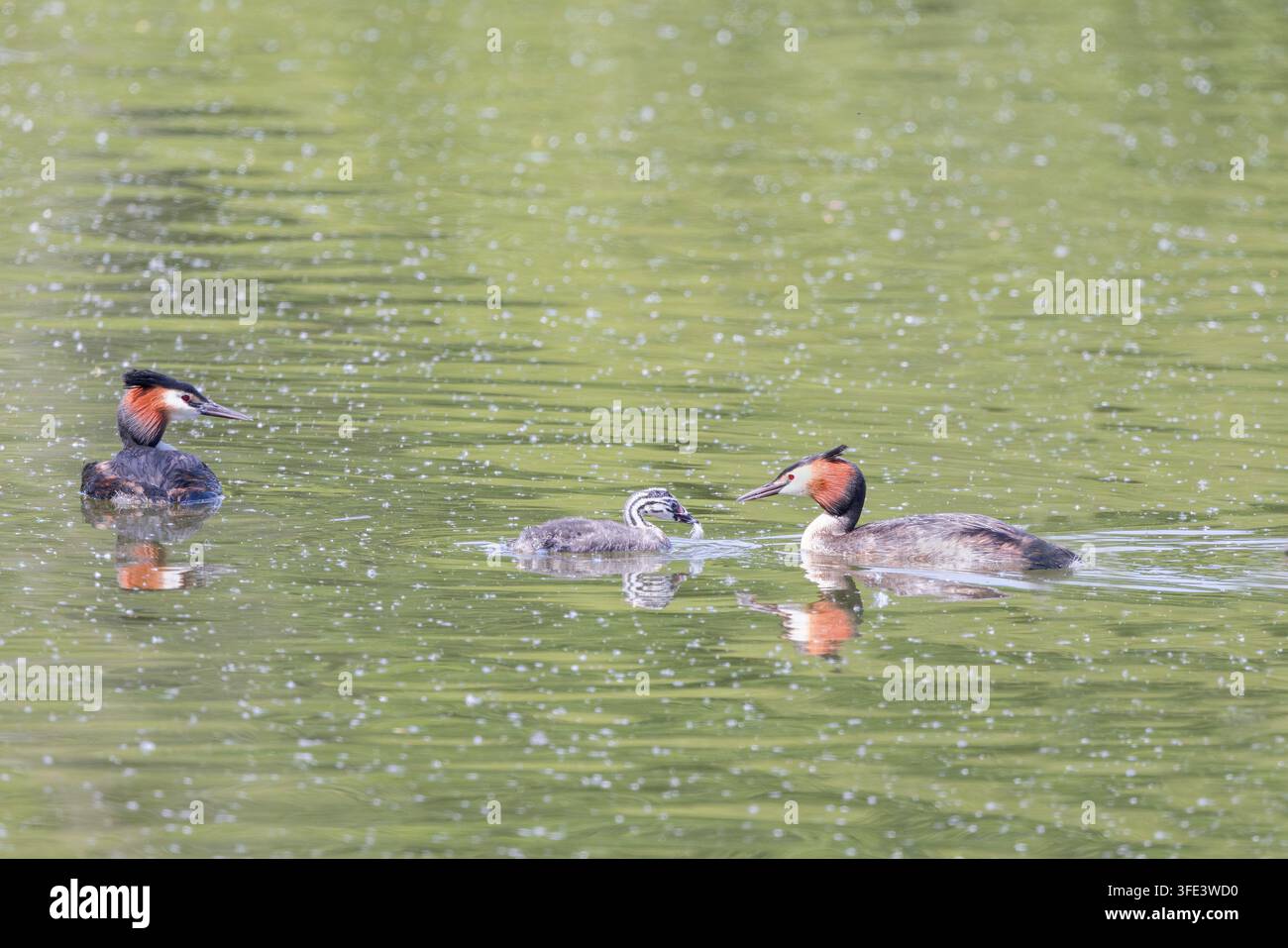 Grue crestata [ Podiceps cristatus ] 2 uccelli adulti. un adulto che alimenta una piuma a un pulcino, serbatoio di Chard, Somerset, Regno Unito Foto Stock