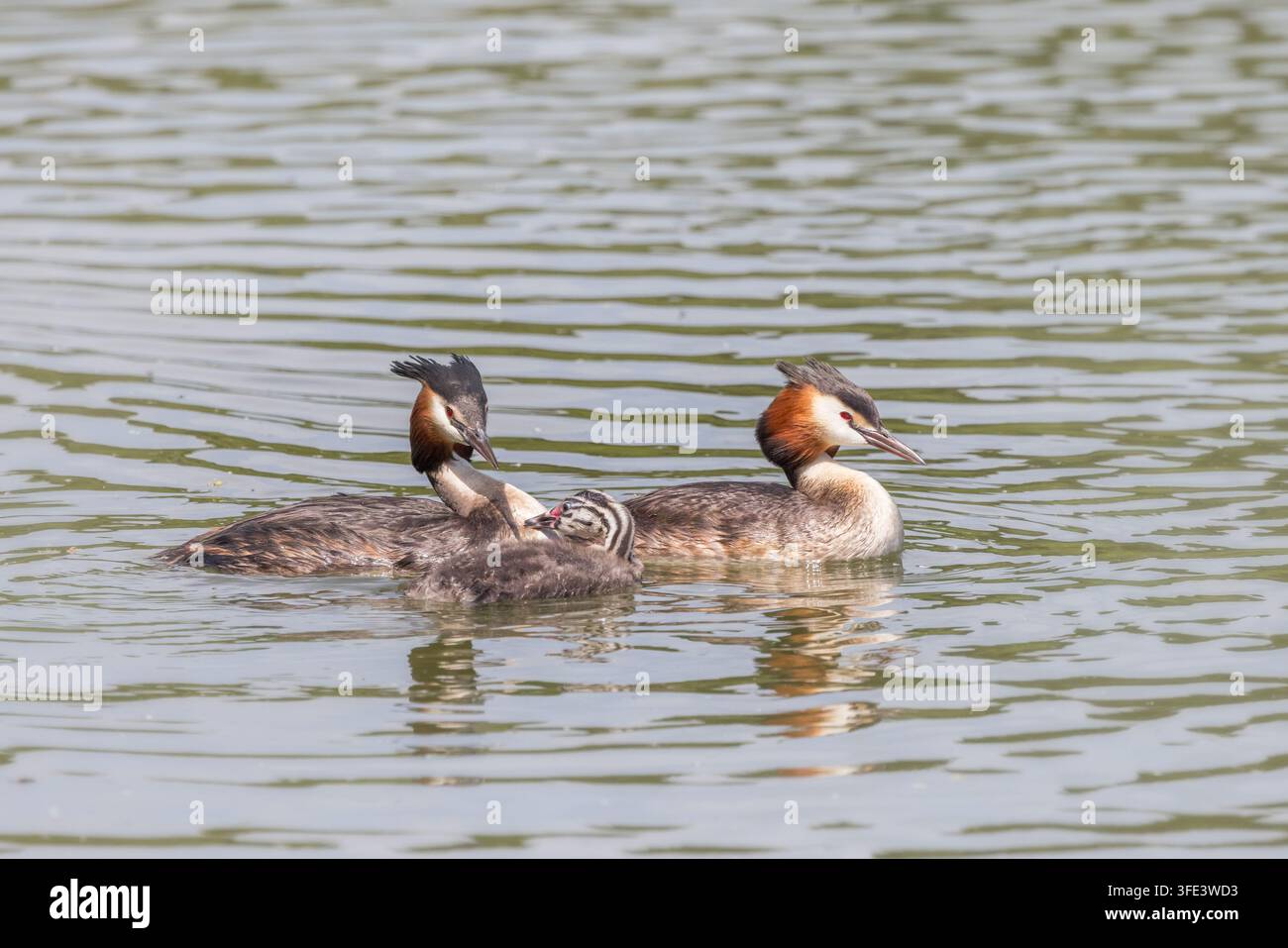 Tachymarino comune [ Podiceps cristatus ] 2 uccelli adulti e un pulcino, bacino di Chard, Somerset, Regno Unito Foto Stock
