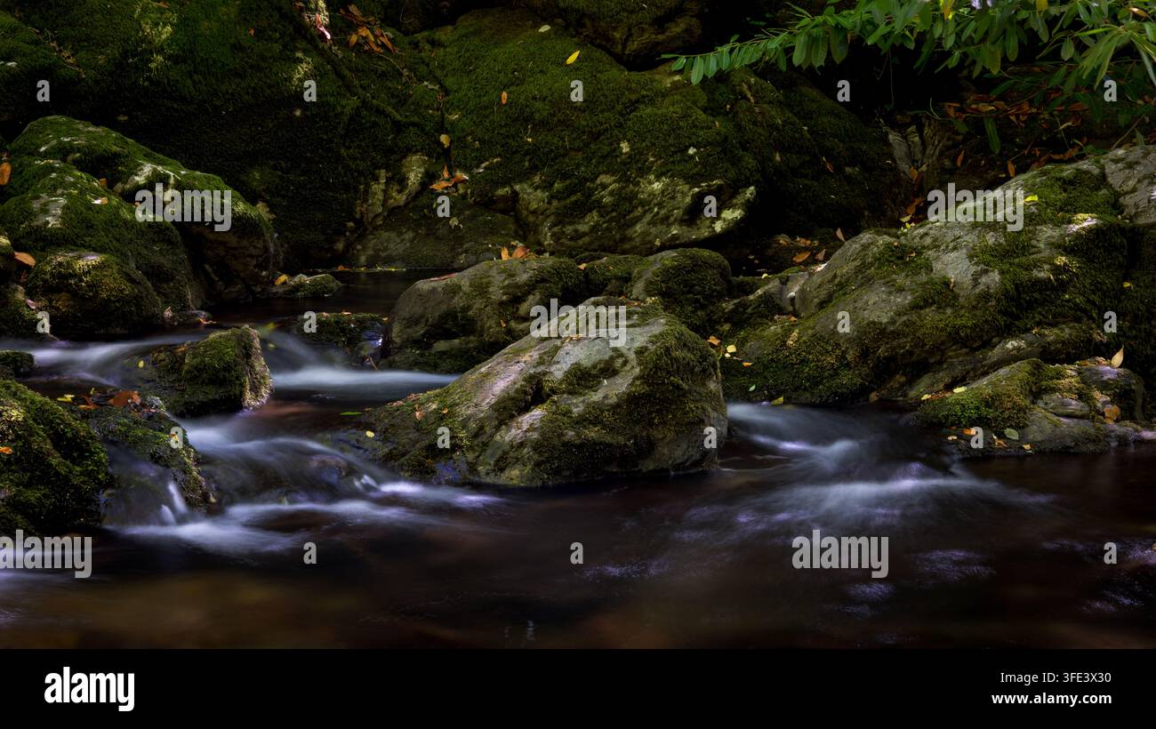 Acqua che scorre intorno a rocce coperte di muschio, fiume Erme nei boschi di Longtimber, Ivybridge, Devon, Regno Unito Foto Stock