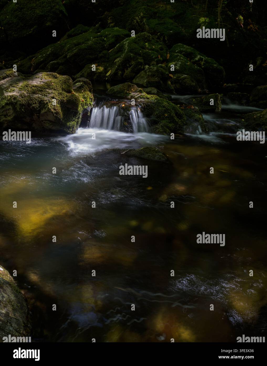 Acqua che scorre su rocce coperte di muschio, fiume Erme nei boschi di Longtimber, Ivybridge, Devon, Regno Unito Foto Stock