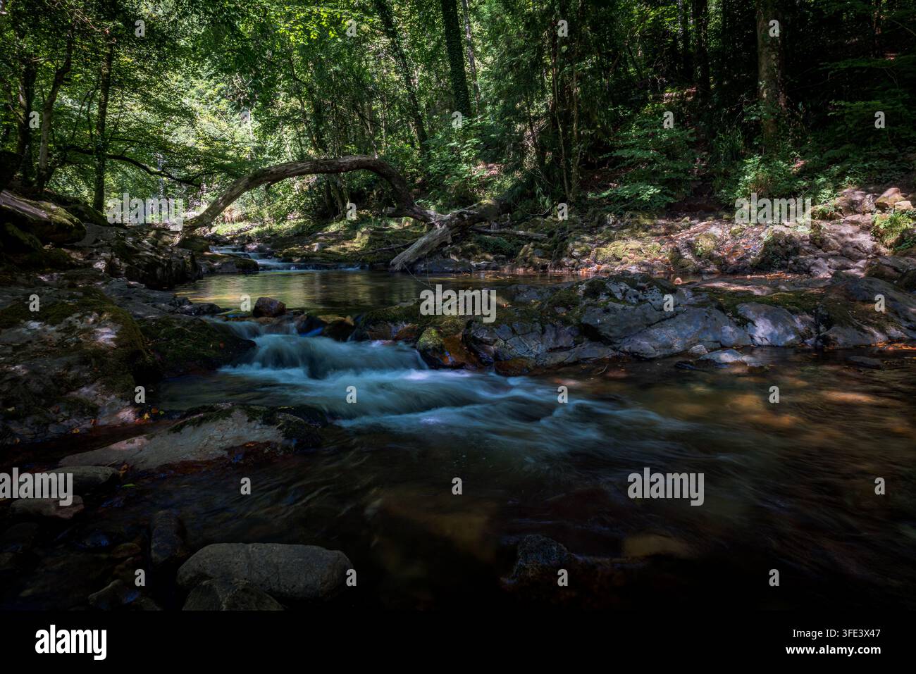 Fiume Erme a Longtimber woods, Ivybridge, Devon, Regno Unito Foto Stock
