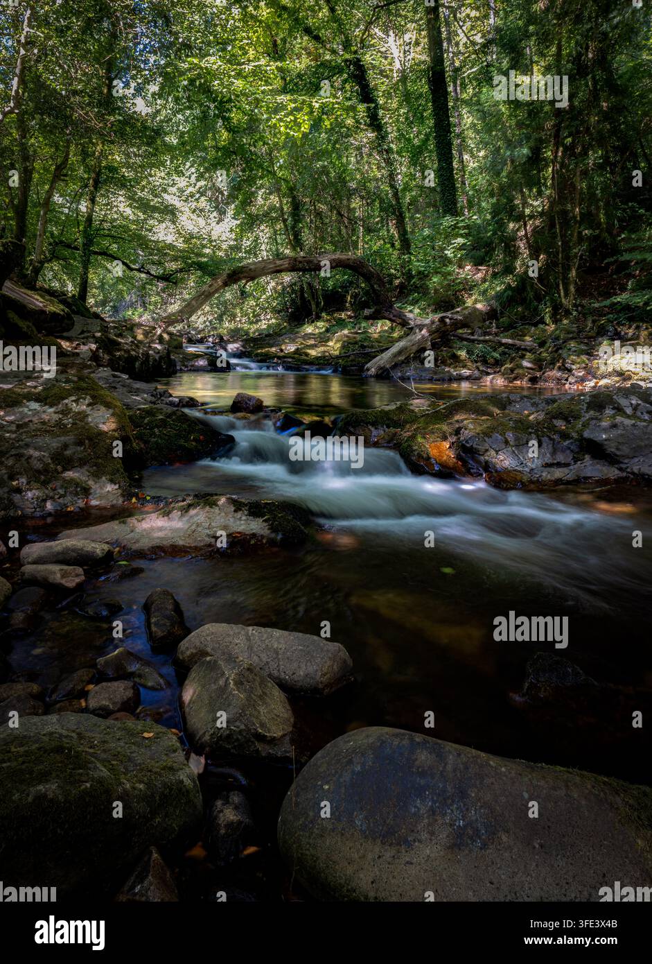 Fiume Erme a Longtimber woods, Ivybridge, Devon, Regno Unito Foto Stock