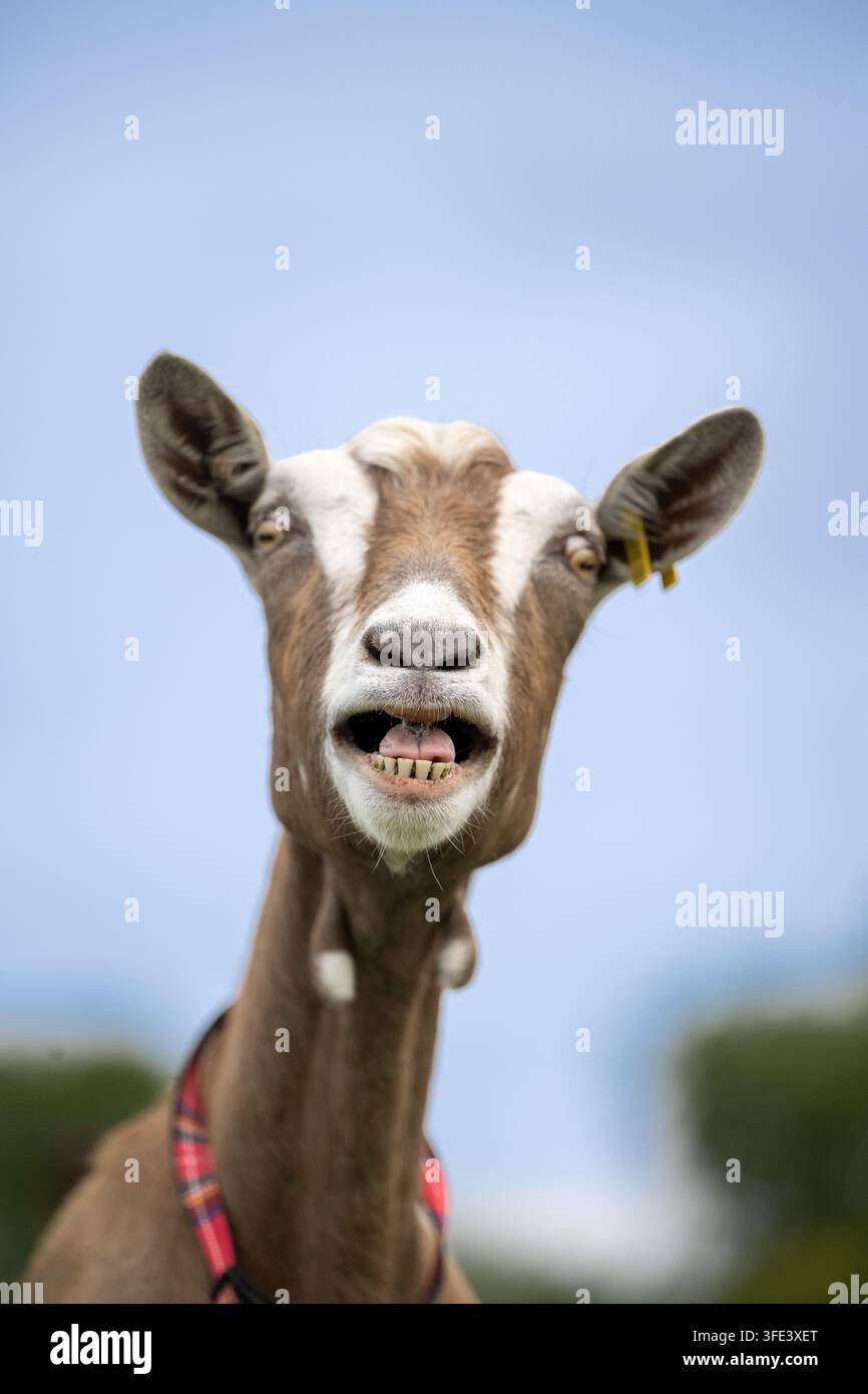 Capra curiosa che belga verso la fotocamera. Scozia, Regno Unito Foto Stock