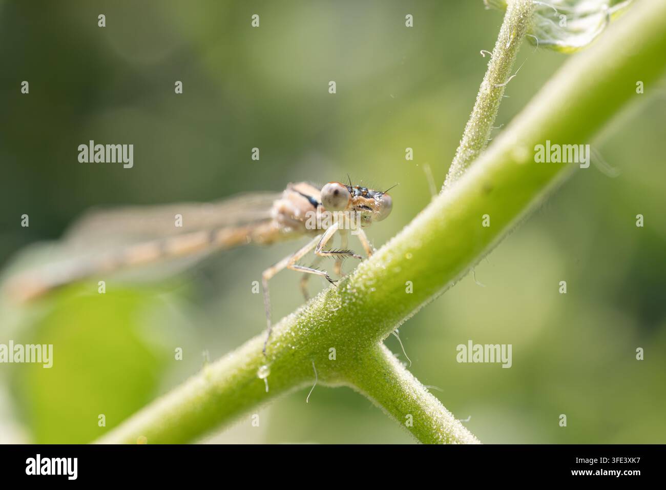 Libellula curiosa che guarda verso la fotocamera mentre è appollaiata su uno stelo di pianta verde Foto Stock